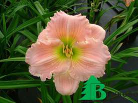 Лилейник гибридный "Барбара Митчелл" (Hemerocallis hybrida Barbara Mitchell)