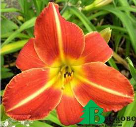 Лилейник гибридный "Чевонки" (Hemerocallis hybrida Chewonki)