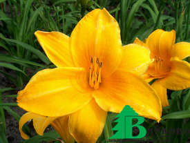 Лилейник гибридный "Чикаго Санрайз" (Hemerocallis hybrida Chicago Sunrise)