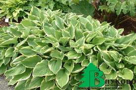 Хоста Форчуна "Ауреомаргината" (Hosta fortunei Aureomarginata)