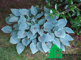 Хоста гибридная "Блю Кадет" (Hosta hybrida Blue Cadet)