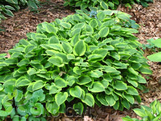 Хоста гибридная "Голден Тиара" (Hosta hybrida Golden Tiara)