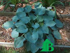 Хоста гибридная "Халцион" (Hosta hybrida Halcyon)