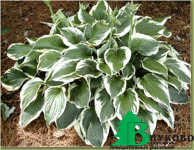 Хоста гибридная "Патриот" (Hosta hybrida Patriot)