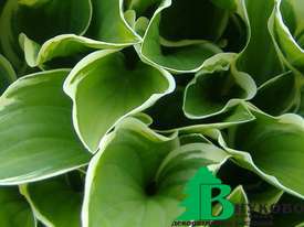 Хоста гибридная "Регал Сплендор" (Hosta hybrida Regal Splendour)