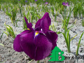 Ирис мечевидный "Блу Перл" (Iris ensata Blue Pearl)