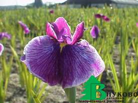 Ирис мечевидный Паинтбруш (Iris ensata Paintbrush)