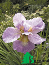 Ирис сибирский "Кита-Но-Сэйза" (Iris sibirica Kita-No-Seoza)