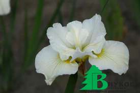 Ирис сибирский "Хапсвелл Хэппинесс" (Iris sibirica Harpswell Happiness)