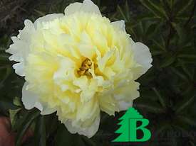 Пион молочноцветковый "Примевере" (Paeonia Lactiflora Hubriden Primevere)