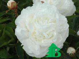 Пион молочноцветковый "Mари Лемуан" (Paeonia Lactiflora Hybriden Marie Lemoine)