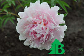 Пион молочноцветковый "Леди Александра Дафф" (Paeonia Lactiflora Hybriden Lady Alexandra Duff)