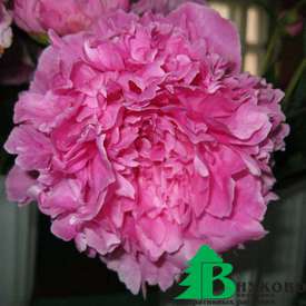 Пион молочноцветковый "Эмма Клем" (Paeonia Lactiflora Hybriden Emma Klehm)