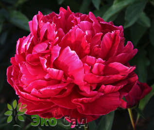 Пион молочноцветковый "Карл Розенфилд" (Paeonia Lactiflora Hybriden Karl Rosenfield)