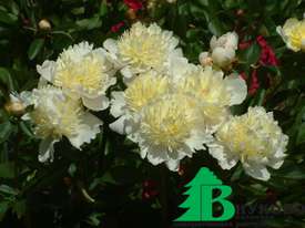 Пион молочноцветковый "Лаура Дессерт" (Paeonia Lactiflora Hybriden Laura Dessert)
