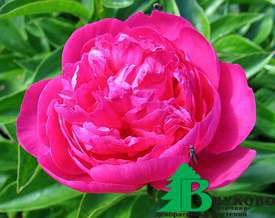 Пион молочноцветковый "Луи ван Гутте" (Paeonia Lactiflora Hybriden Louis Van Houtte)