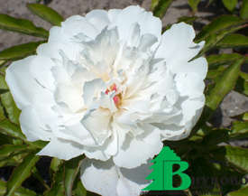 Пион молочноцветковый "Печер" (Paeonia Lactiflora Pecher)