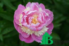 Пион молочноцветковый "Сорбет" (Paeonia Lactiflora Hybriden Sorbet)