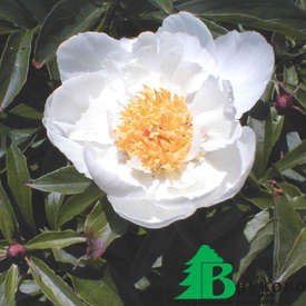 Пион молочноцветковый "Вайт вингз" (Paeonia Lactiflora Hybriden White Wings)