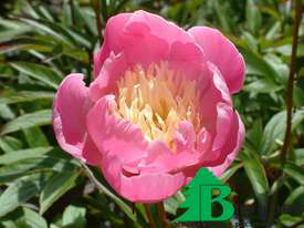 Пион молочноцветковый "Владислава" (Paeonia Lactiflora Hybriden Wladyslawa)