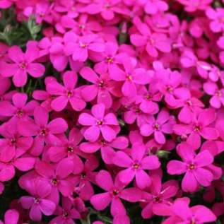 Флокс Дугласа "Крэкерджек" (Phlox douglasii Crackerjack)