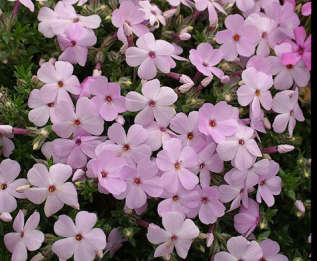 Флокс Дугласа "Лайлак Клауд" (Phlox Douglasii Lilac Cloud)