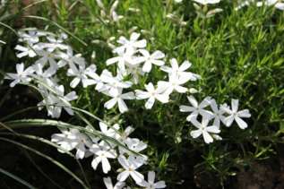 Флокс Дугласа "Вайт Делайт" (Phlox Douglasii White Delight)