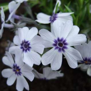 Флокс шиловидный "Бавария" (Phlox subulata Bavaria)