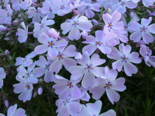 Флокс шиловидный "Г. Ф. Вилсон" (Phlox subulata G.F. Wilson)