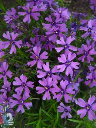 Флокс шиловидный "Пёпл бьюти" (Phlox subulata Purple Beuty)