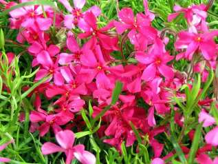 Флокс шиловидный "Скарлет Флэйм" (Phlox subulata Scarlet Flame)