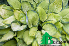 Хоста гибридная "Голд Стандарт" (Hosta hybrida Gold Standard)