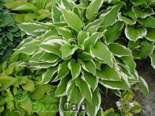 Хоста гибридная "Моерхайм" (Hosta hybride Moerheim)