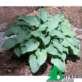 Хоста чернеющая "Кросса Регал" (Hosta nigrescens Krossa Regal)