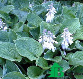 Хоста Зибольда "Элеганс" (Hosta Sieboldiana Elegans)