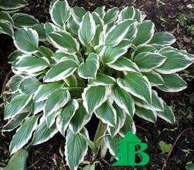 Хоста волнистая "Альбомаргината" (Hosta undulata Albomarginata)