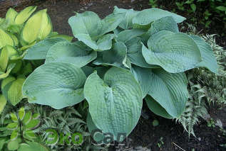 Хоста гибридная "Брессингэм Блю" (Hosta hybrida Bressingham Blue)