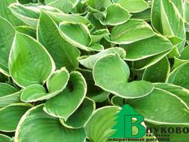 Хоста гибридная "Грин Голд" (Hosta hybrida Green Gold)