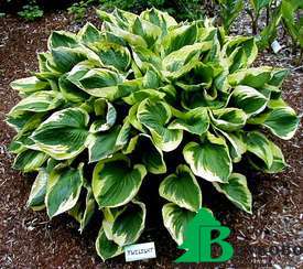 Хоста гибридная "Твайлайт" (Hosta hybrida Twilight)