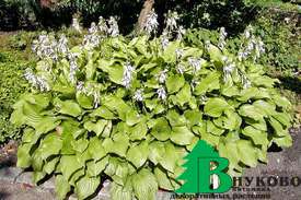 Хоста гибридная "Роял Стандарт" (Hosta hybrida Royal Standard)