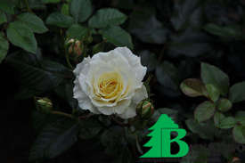 Роза "Мунлайт" (Rose Moonlight)