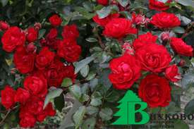 Роза "Ред Фейри" (Rose Red Fairy)