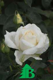 Роза "Поларштерн" (Rose Polarstern)