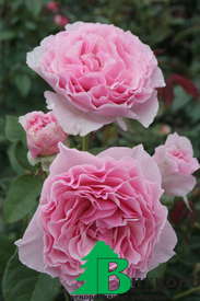 Роза "Гартентраум" (Rose Gartentraume)