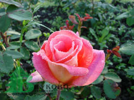 Роза "Пикадилли" (Rose Piccadilli)