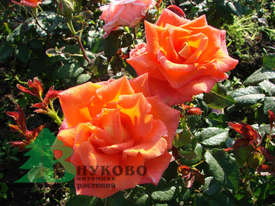 Роза "Моника" (Rosa Monika)