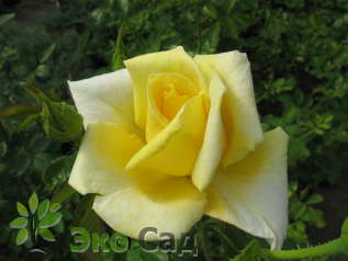Роза "Беролина" (Rose Berolina)