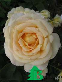 Роза "Голден Силк" (Rose Golden Silk)