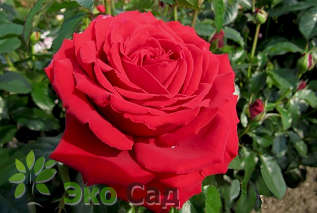 Роза "Кэррис" (Rose Carris)
