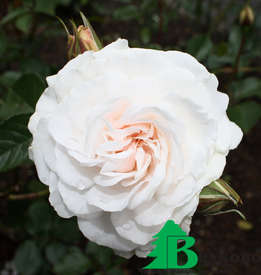 Роза "Грейт Ноф Истэн Роуз" (Great North Eastern Rose)